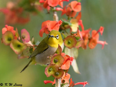 Japanese White-eye DSC_3386