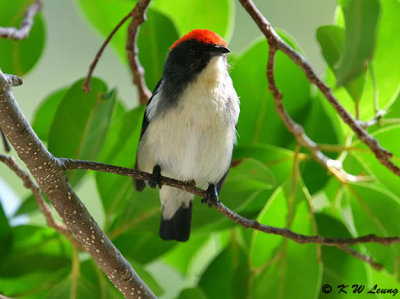 Scarlet-backed Flowerpecker DSC_0040