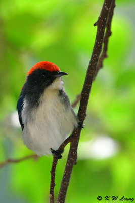 Scarlet-backed Flowerpecker DSC_0699