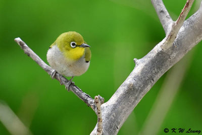 Japanese White-eye DSC_3592