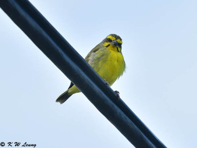 Yellow-fronted Canary DSC_5577