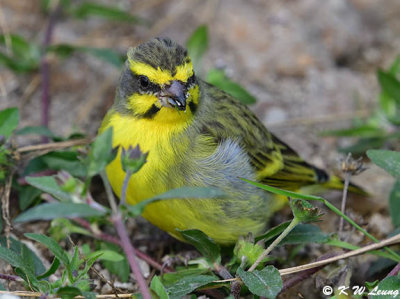 Yellow-fronted Canary DSC_5196