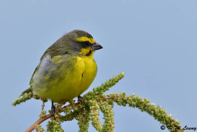 Yellow-fronted Canary DSC_6322