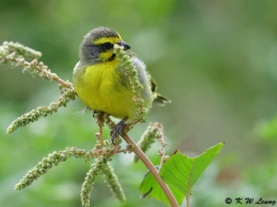 Yellow-fronted Canary DSC_4588