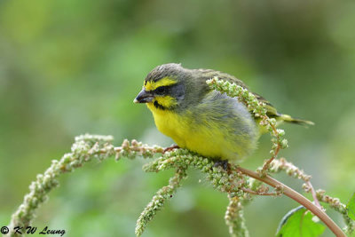 Yellow-fronted Canary DSC_4617
