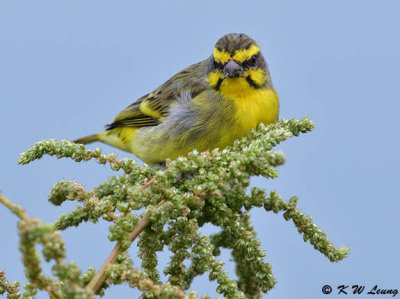 Yellow-fronted Canary DSC_6127