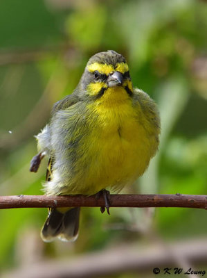 Yellow-fronted Canary DSC_4041