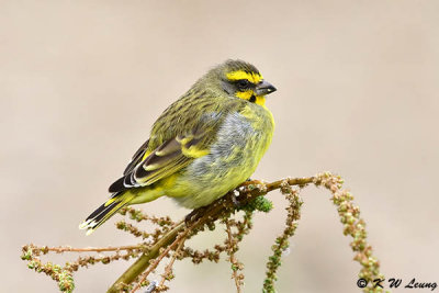 Yellow-fronted Canary DSC_5771
