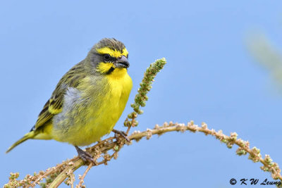 Yellow-fronted Canary (黃額絲雀/石燕)