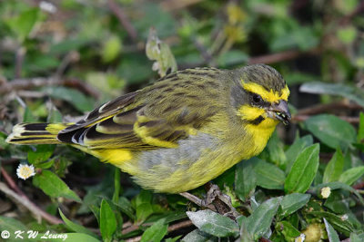 Yellow-fronted Canary DSC_5114