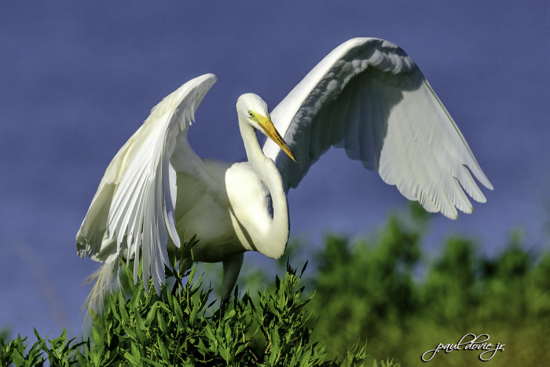 Great Egret-0143.jpg