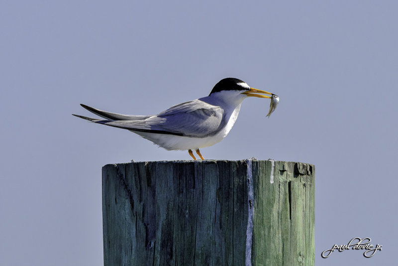 Least Tern-0112.jpg