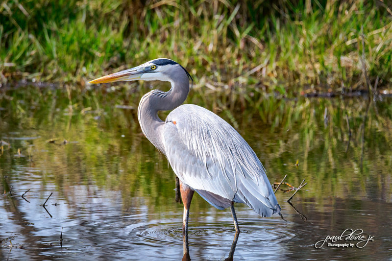 DI-Great-Blue-Heron_850_2142.jpg