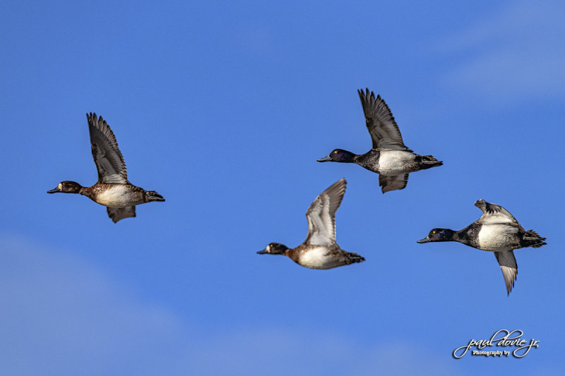 Lesser Scaup_02