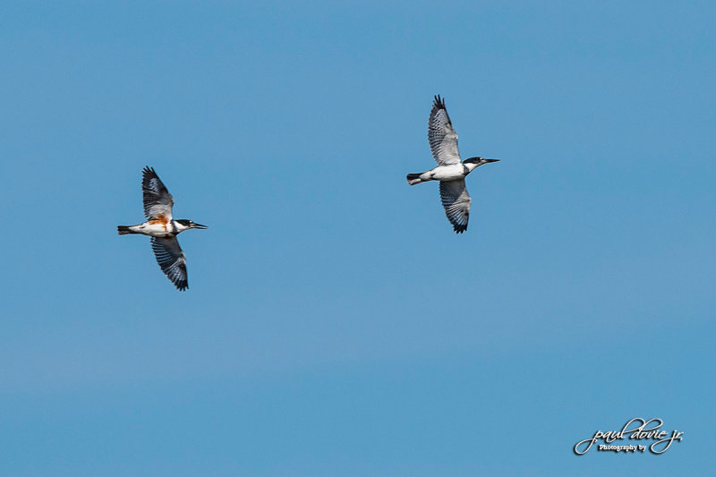 DI-Belted-Kingfisher_DSC_9876.jpg