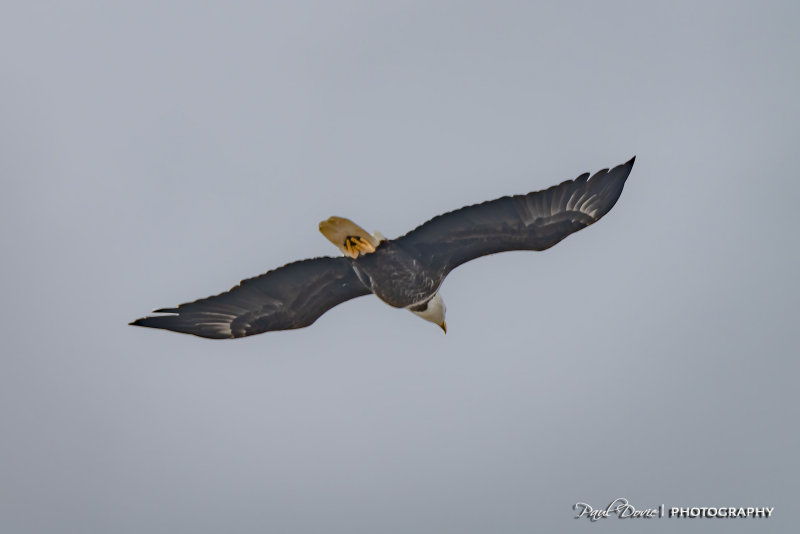 Blue Angels Homecoming 2018_0010.jpg