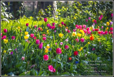DSC_9178A.jpg