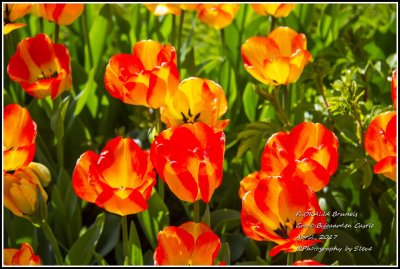 DSC_9190A.jpg