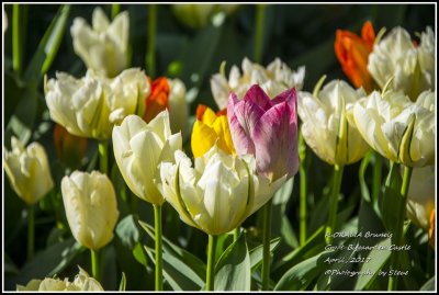 DSC_9209A.jpg