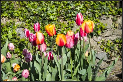 DSC_9214A.jpg
