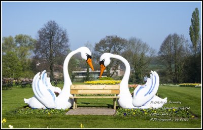 DSC_9217A.jpg