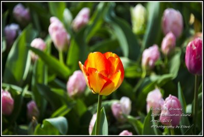 DSC_9222A.jpg