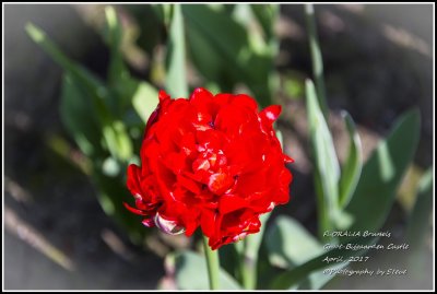 DSC_9226A.jpg