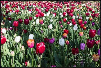 DSC_9229A.jpg