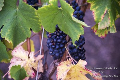 DSC_0039A.jpg