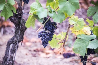 DSC_0040A.jpg