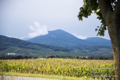 DSC_0414A.jpg