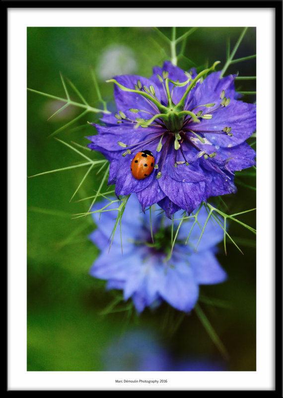 Love in a mist, Menneval, France 2016