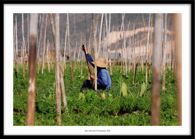 Farmer, Inle lake, Myanmar 2014