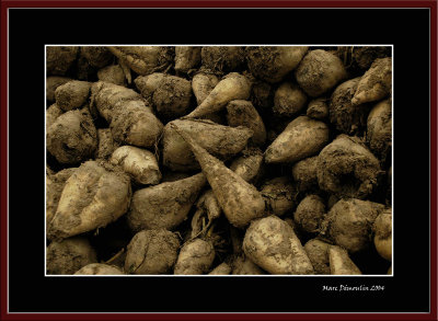 Sugar beets