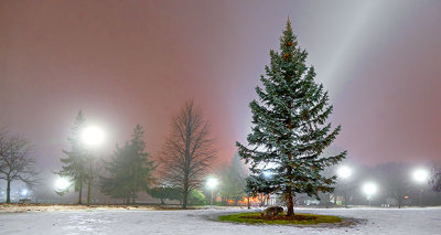 Pine On A Foggy Night P1180377