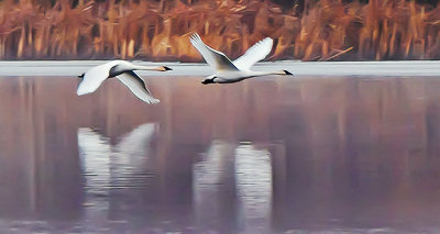 Swans In Flight P1180715