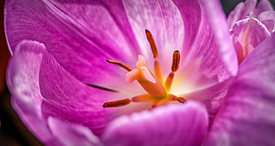 Sidelit Pretty Pink Tulip Closeup P1180768-70