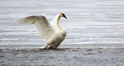Stretching Swan DSCN03388