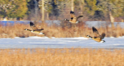 Geese In Flight Over The Swale DSCN03458