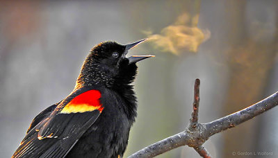 Red-winged Blackbird Foggy Breath DSCN03612