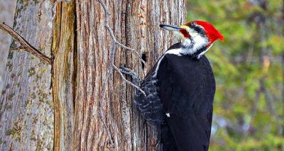 Pileated Woodpecker DSCN03708