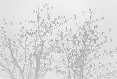 Two Trees In Fog Full Of Blackbirds DSCN04034