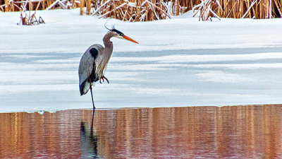 Heron On Ice DSCN04211