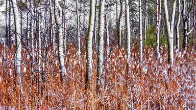 Snowy Cattails & Trees DSCN04203-5