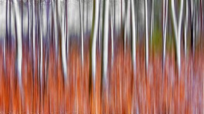 Snowy Cattails & Trees-Blurred DSCN04203-5