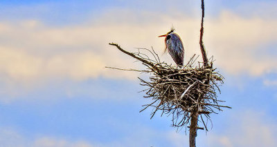 Heron On Its Nest DSCN04290