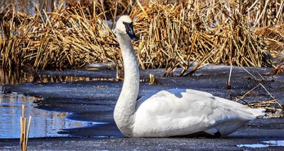 Swan On Ice DSCN04696