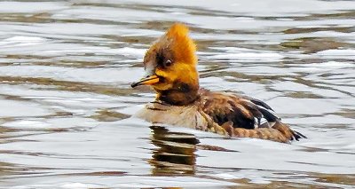 Female Hooded Merganser DSCN04746