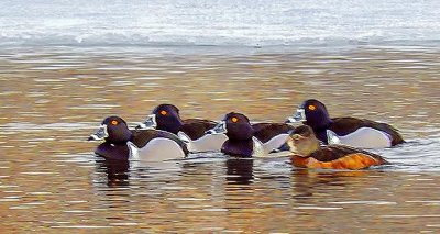 Ring-necked Ducks DSCN04131