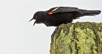 Red-winged Blackbird Atop A Pole DSCN05933